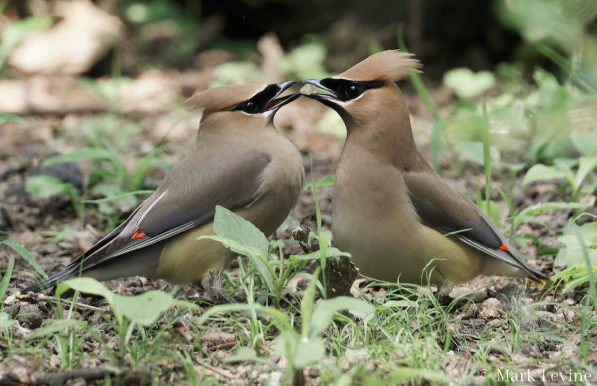 Waxwing Love