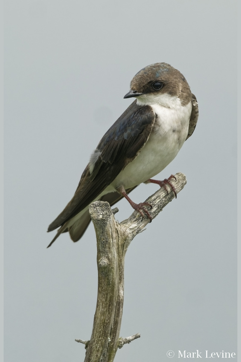 Tree Swallow
