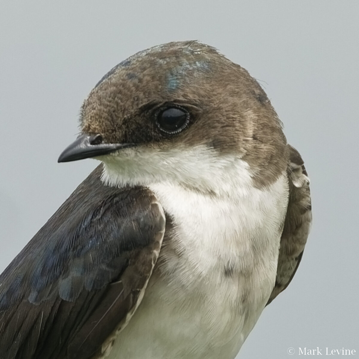 Tree Swallow