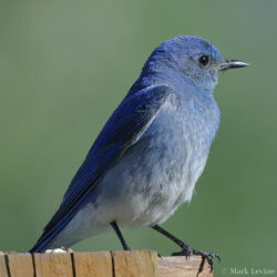 Mountain Bluebird
