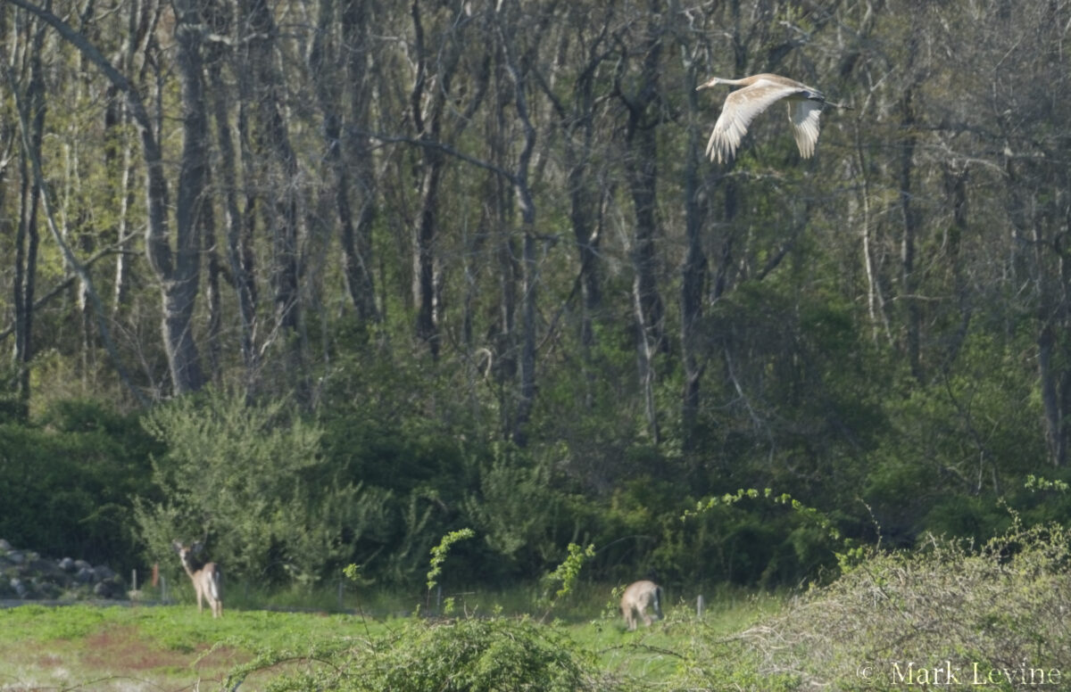Sandhill Crane