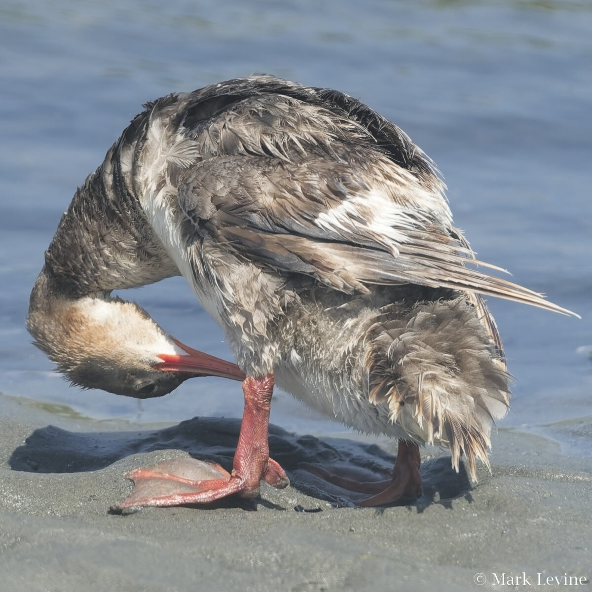 Red-breasted Merganser