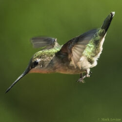 Ruby-throated Hummingbird