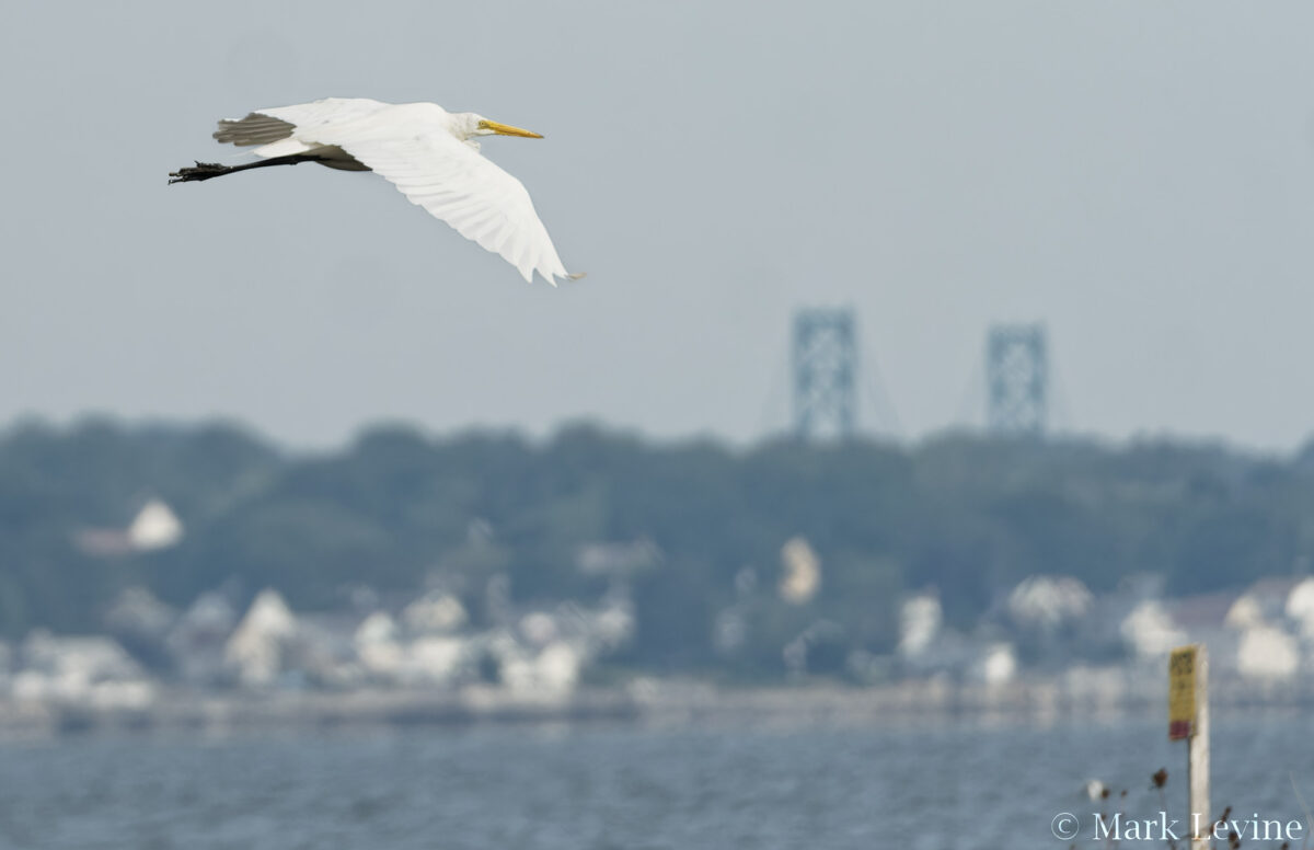 Great Egret with Bridge Towers