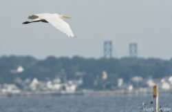 Great Egret with Bridge Towers