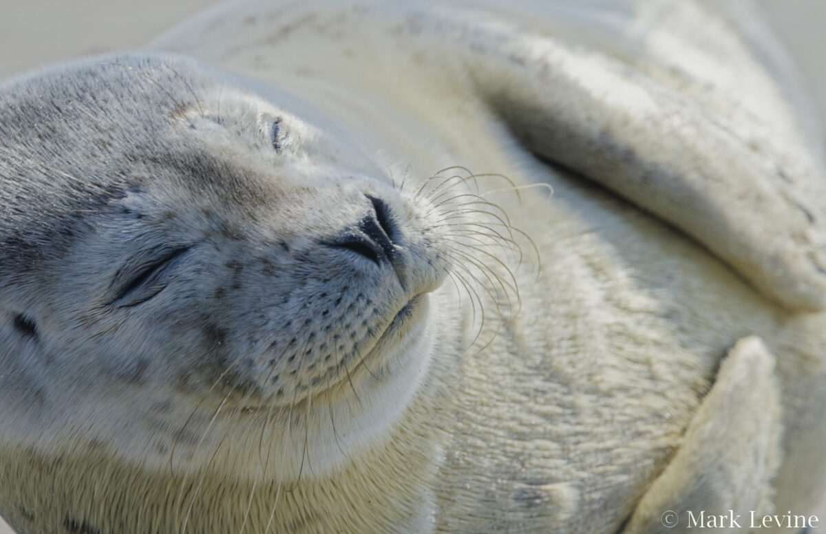 Seal Pup #1