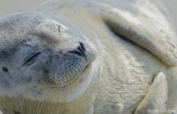 Seal Pup #1