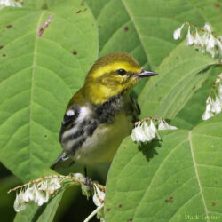 Black-throated Green Warbler