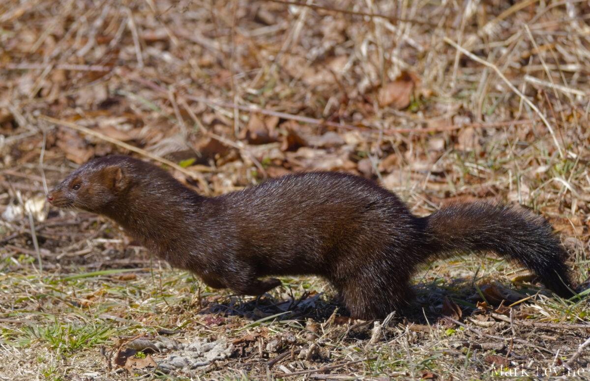 Mink on the Move