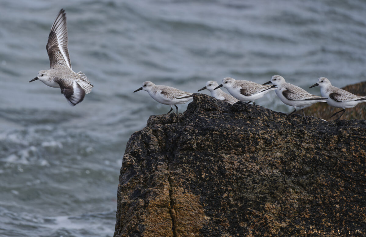 Sanderlings