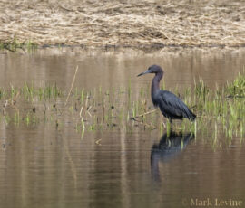 Little Blue Heron Little Blue Heron