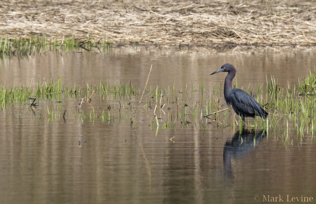 Little Blue Heron