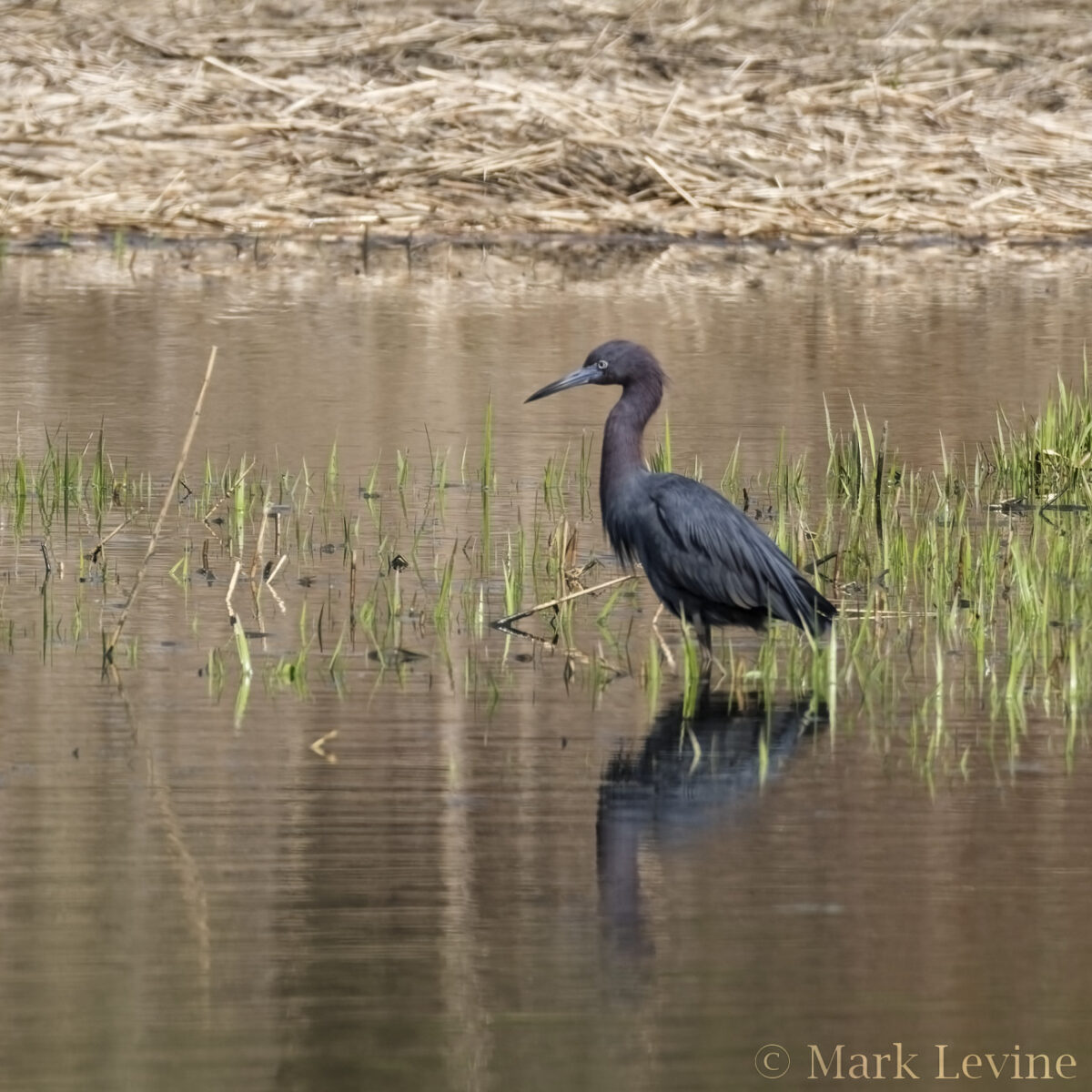 Little Blue Heron