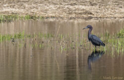 Little Blue Heron