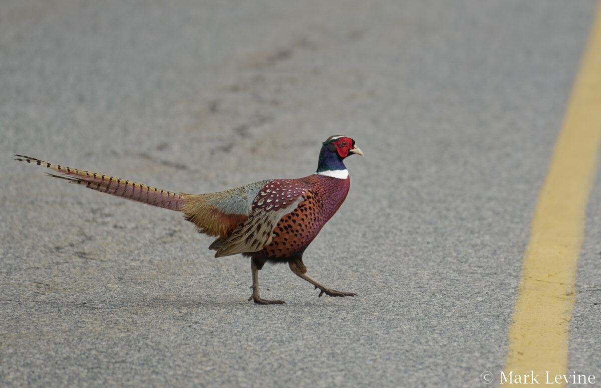 Ring-necked Pheasant