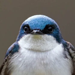 Tree Swallow