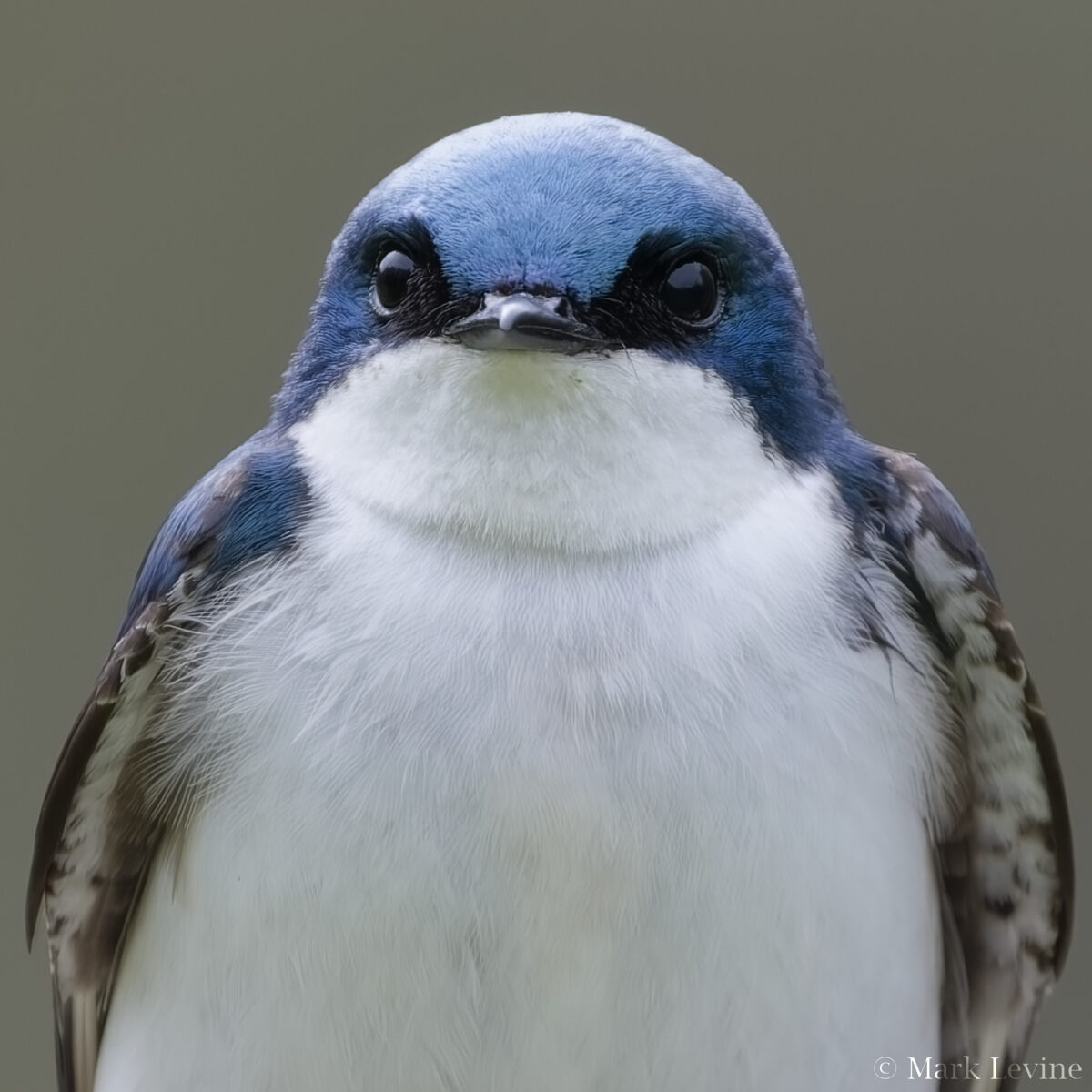 Tree Swallow