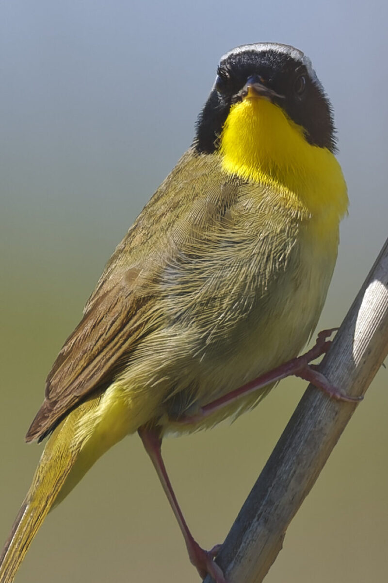 Yellowthroat on a Reed