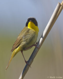 Yellowthroat on a Reed
