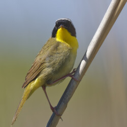 Yellowthroat on a Reed