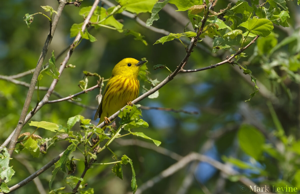 Northern Yellow Warbler