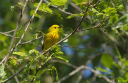 Northern Yellow Warbler