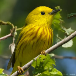 Northern Yellow Warbler