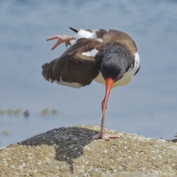 Oystercatcher Doing Yoga