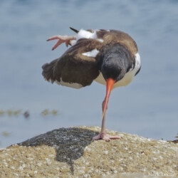 Oystercatcher Doing Yoga
