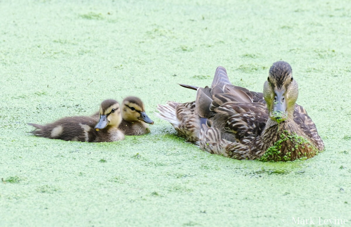 Duckweed w/ Ducks