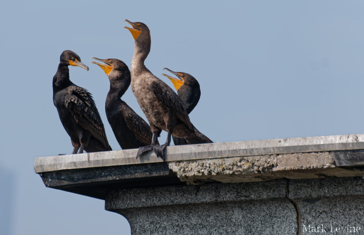 On the North Gatehouse