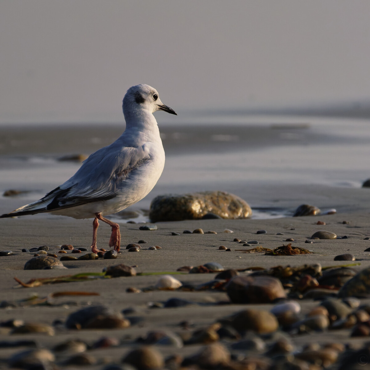 Strolling on the beach