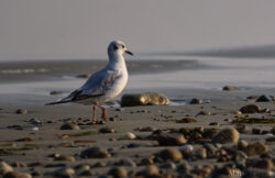 Strolling on the beach