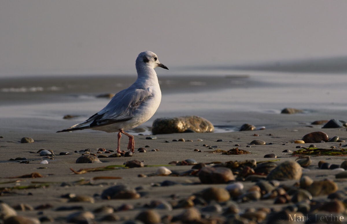 Strolling on the beach