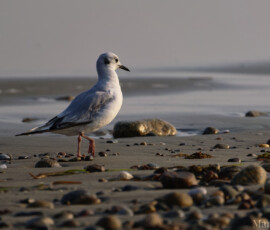 Strolling on the beach Strolling on the beach