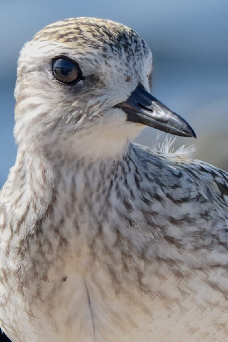 Black-bellied Plover