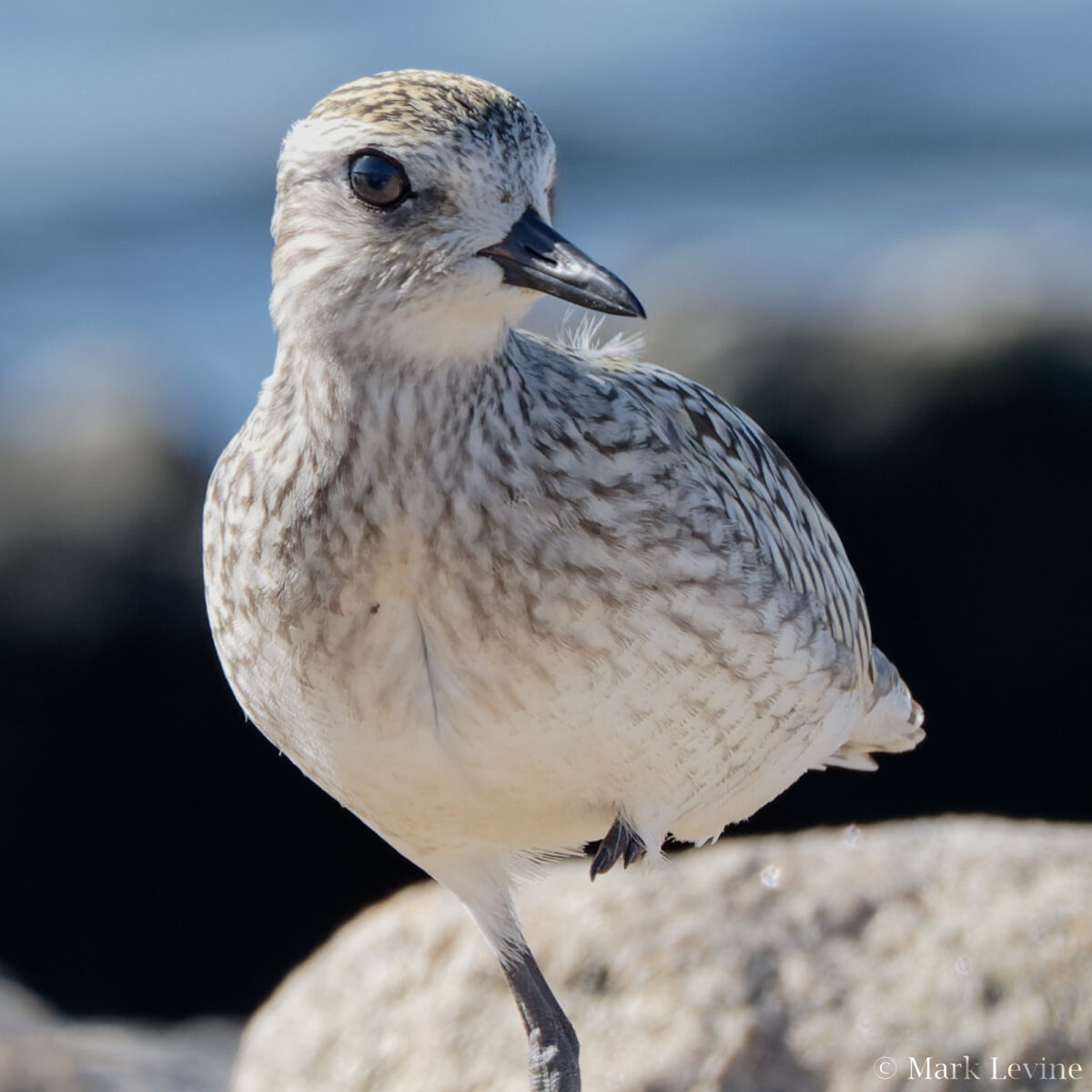 Black-bellied Plover