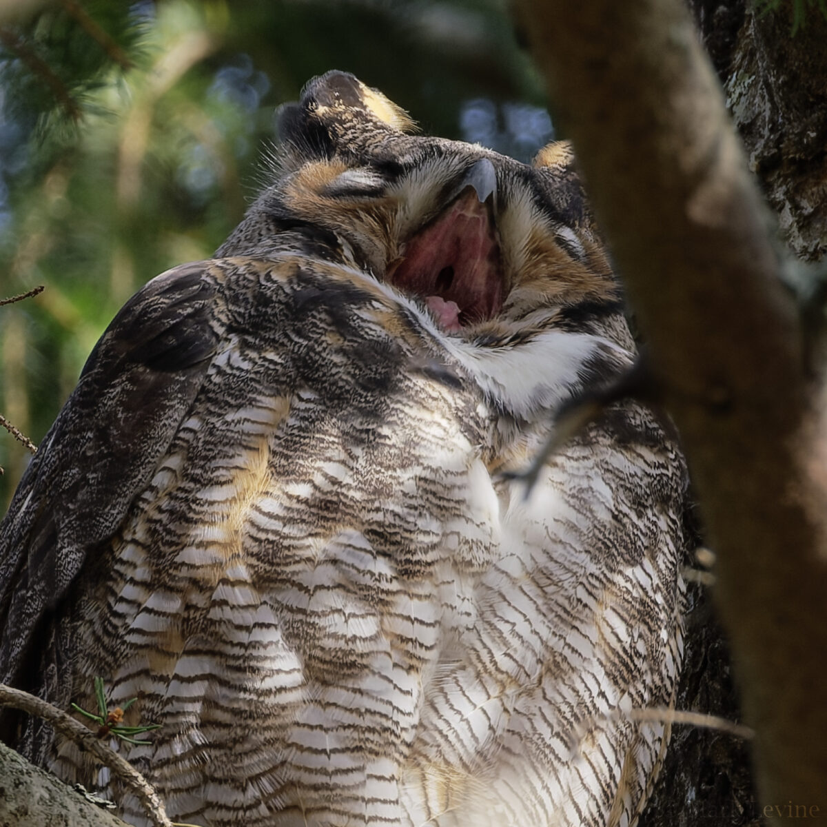 Great Horned Yawn