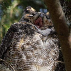 Yawn Yawn