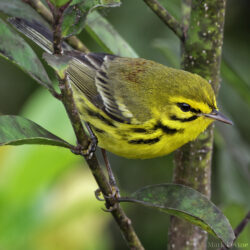 Prairie Warbler