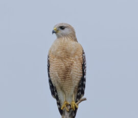 Tippy Top Hawk Tippy Top Hawk