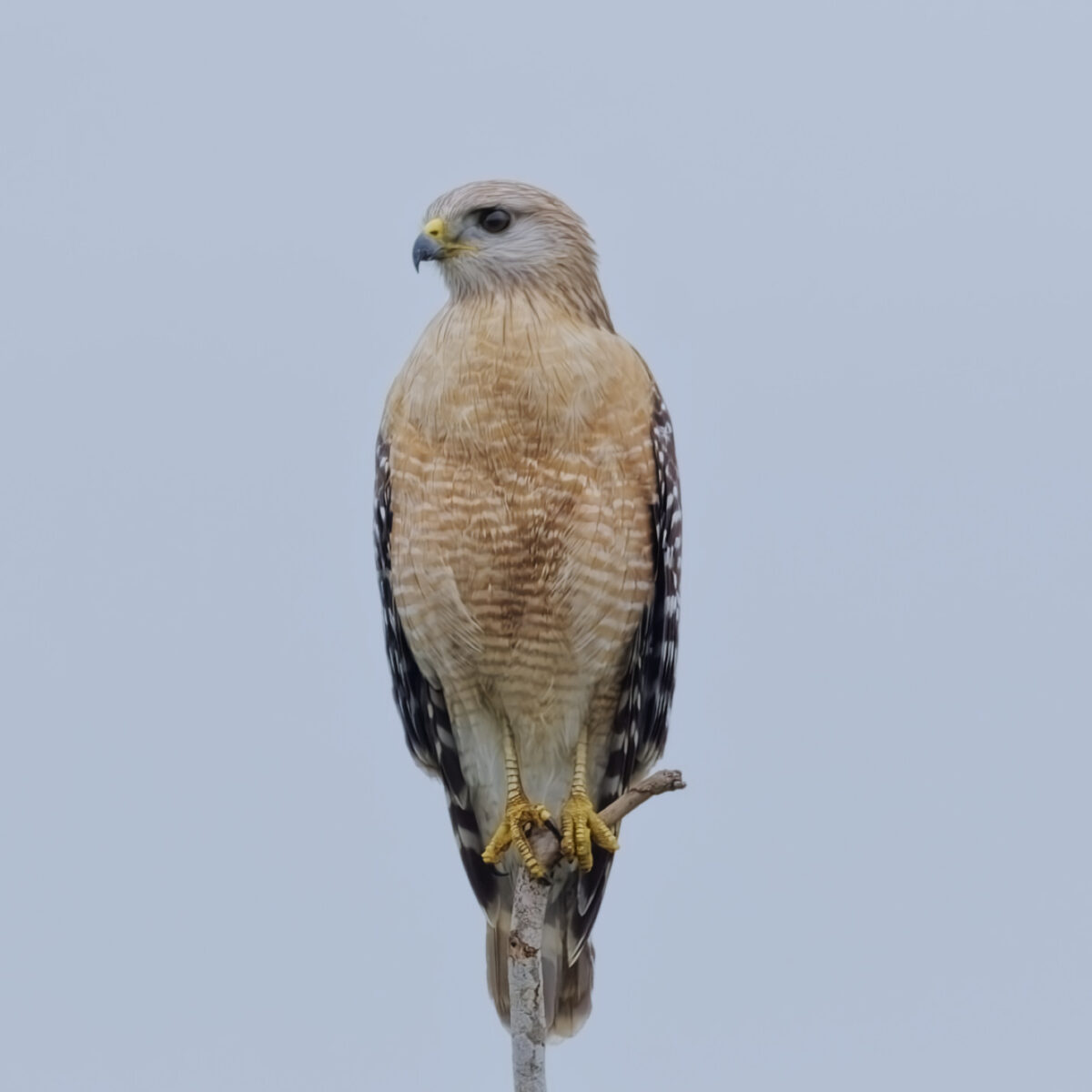 Tippy Top Hawk