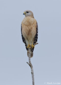Tippy Top Hawk Tippy Top Hawk