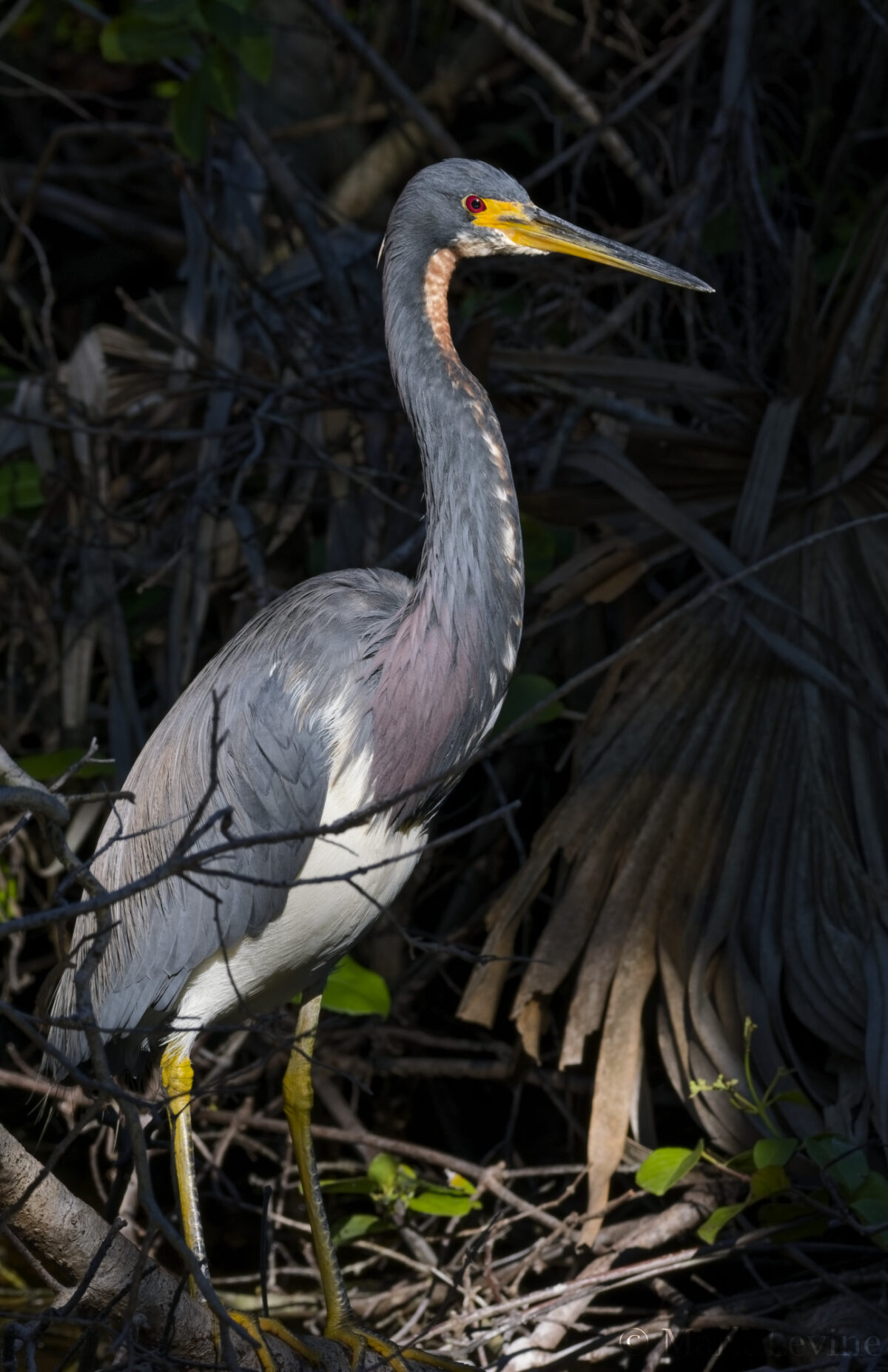 Tri-colored Heron