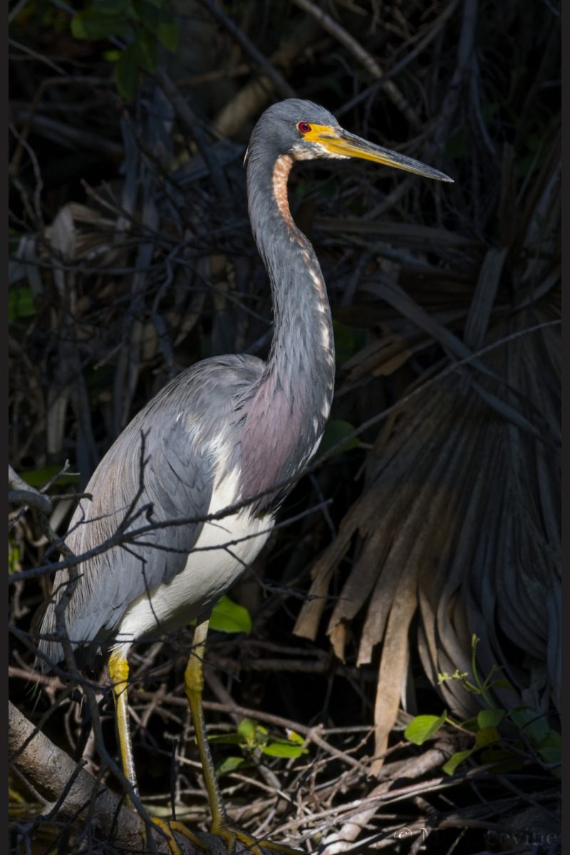 Tri-colored Heron