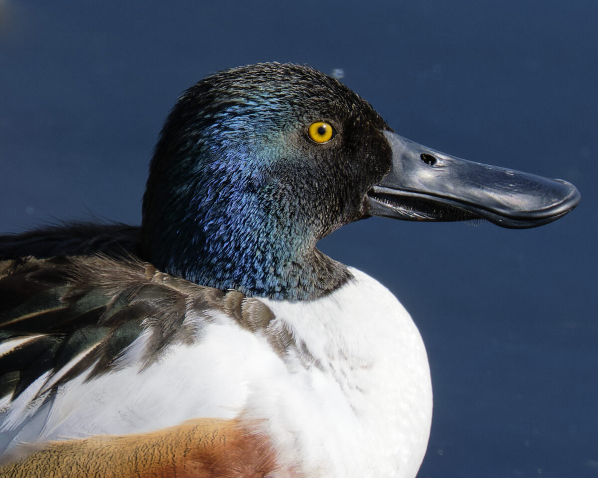 Northern Shoveler
