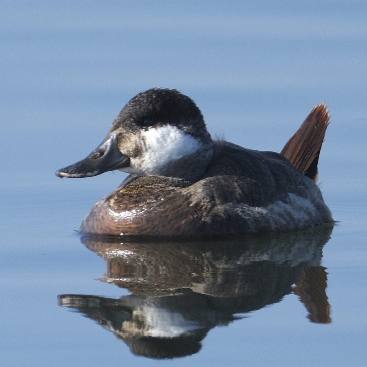 Ruddy Duck