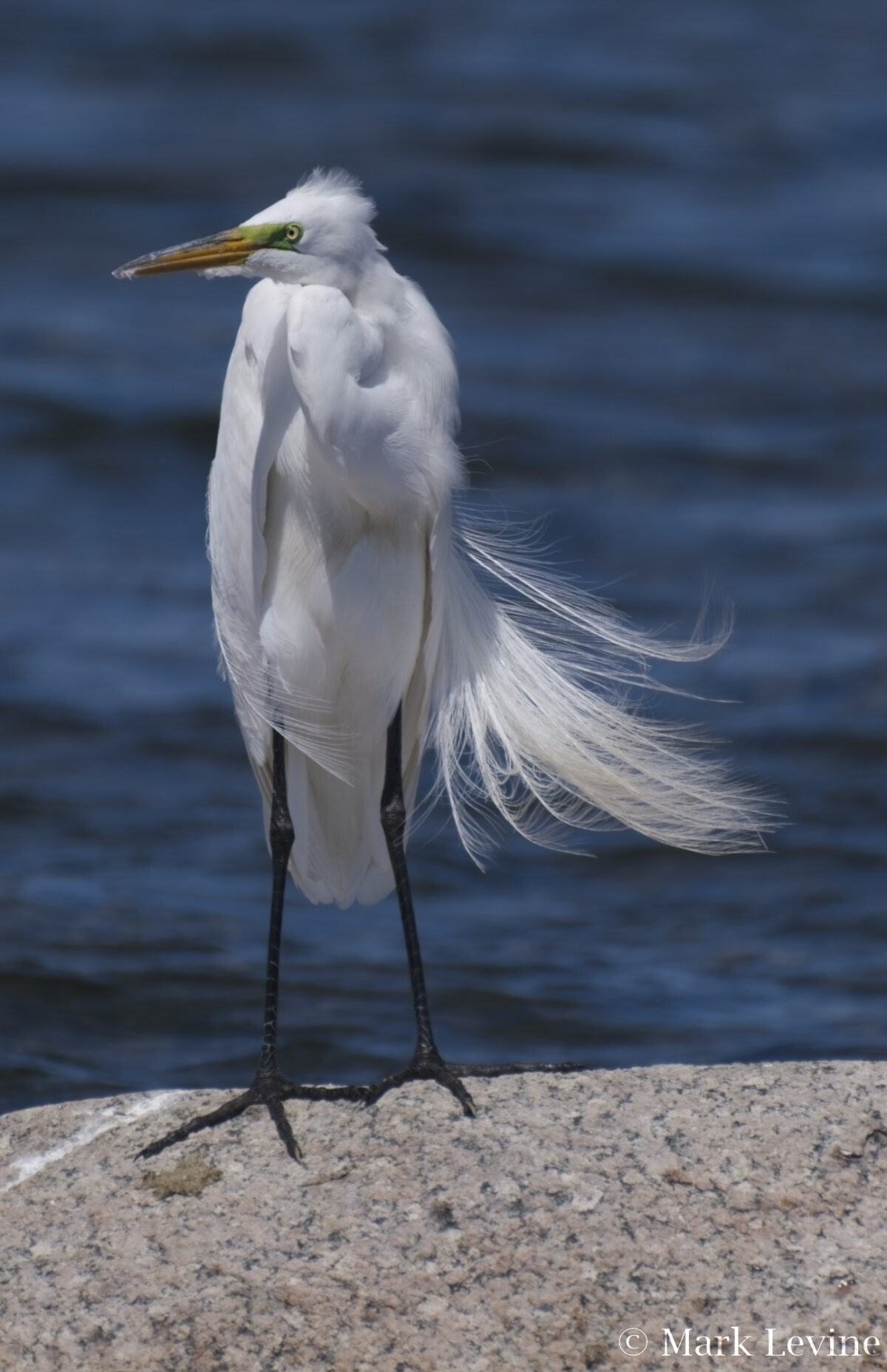 Wind-swept Egret