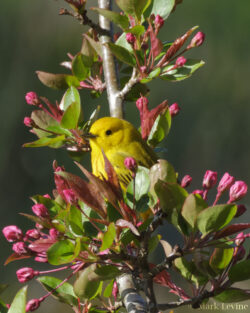 Yellow Warbler with Buds