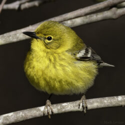 Pine Warbler